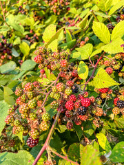 Himalayan blackberry