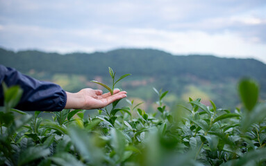 Tea garden farmers or worker wearing dresser work picking green tea leaves at tea plantation with...