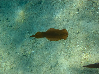 Squid in the Red Sea on the coast of Egypt