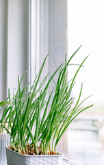Growing green onions on a windowsill in a white flower pot at home against the background of a window. Vertical frame. Spring gardening. Fresh greenery. Eco cultivation of organic food. Healthy herb