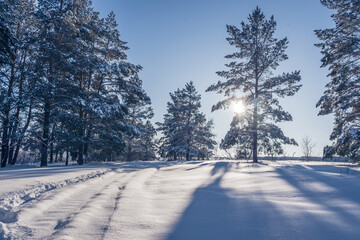 Obraz premium winter snowy trees in January