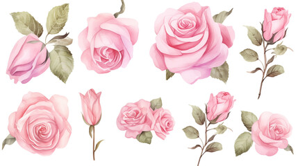 Watercolor elements pink roses on a white background