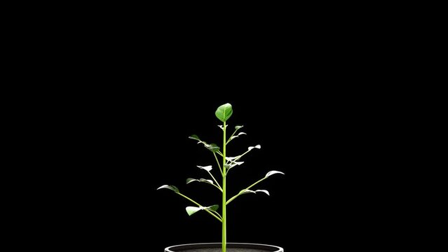 Blooming plant on a black background. 3d render
