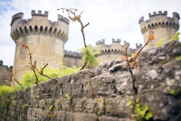 thorny vines overtaking a neglected castles stone walls - obrazy, fototapety, plakaty