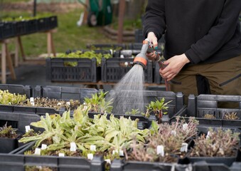 person watering flowers