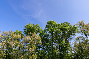 Obraz na płótnie Canvas tall flowering trees in spring against the blue sky
