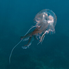 Luminescent jellyfish, Pink jellyfish, Mauve stinger, Purplestriped jelly or Purple jellyfish...