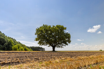 stubble of wheat and one oak with green foliage in a field