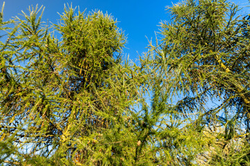 Spruce branches with green needles in sunny weather