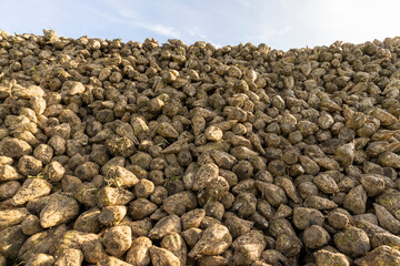 a pile of sugar beet harvest during harvest