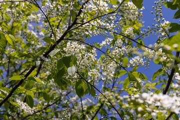 Fototapeta na wymiar a flowering cherry tree in the spring season, a spring park