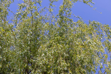 a willow tree in sunny weather against a blue sky background