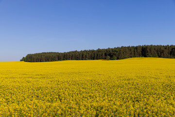 Obraz premium beautiful flowering field with yellow rapeseed flowers