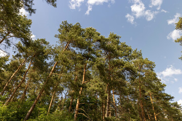 forest with pine trees in cloudy evening weather