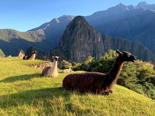 Herd of llamas in the Machu Picchu Peru.  © OLENA LIALINA