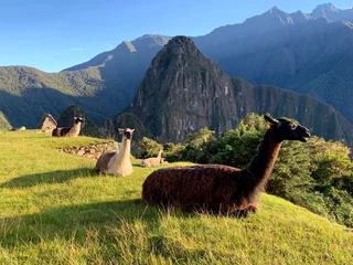 Papier Peint photo Machu Picchu Herd of llamas in the Machu Picchu Peru. 