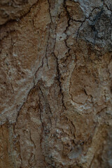 Tree bark texture, soft focus close up with copy space, dark backdrop