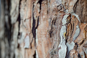Pine tree bark texture, soft focus. Defocused background close up with copy space