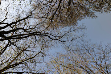 deciduous trees in the forest in the spring season