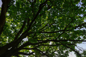 Fototapeta na wymiar old beautiful oak on a sunny summer day