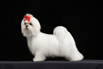 Maltese dog on a uniform background