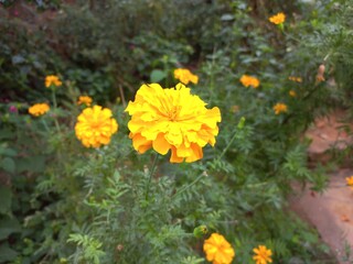 Marigold is a very useful and easily grown flowering plant.  It is mainly an ornamental crop.It is grown for loose flowers, garlands and landscaping. Yellow marigold flower on plant