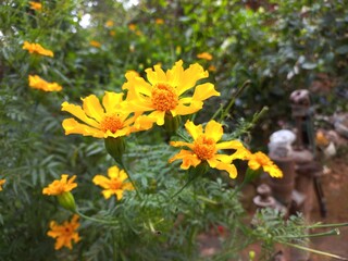 Marigold is a very useful and easily grown flowering plant.  It is mainly an ornamental crop.It is grown for loose flowers, garlands and landscaping. Yellow marigold flower on plant