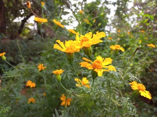 Marigold is a very useful and easily grown flowering plant. It is mainly an ornamental crop.It is grown for loose flowers, garlands and landscaping. Yellow marigold flower on plant