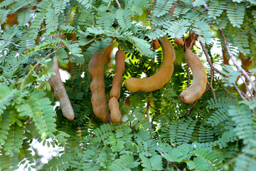 Tamarind fruits with green leaves
