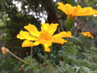 Marigold is a very useful and easily grown flowering plant.  It is mainly an ornamental crop.It is grown for loose flowers, garlands and landscaping. Yellow marigold flower on plant