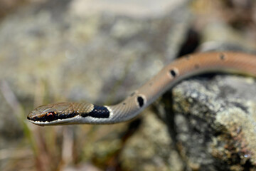 Rötliche Schlanknatter, Rötliche Zornnatter // Collared Dwarf Racer (Platyceps collaris collaris) - Ropotamo Nature Reserve, Bulgarien