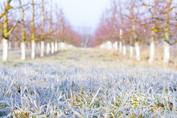 Morning frost on grass and trees in apple orchard. Orchard blur with soft light for background.