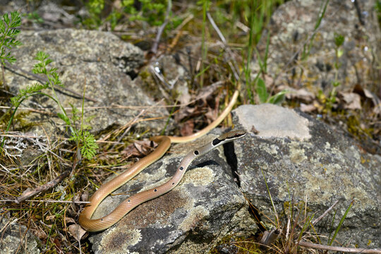 Collared Dwarf Racer // R&ouml;tliche Schlanknatter, R&ouml;tliche Zornnatter (Platyceps collaris collaris) - Ropotamo Nature Reserve, Bulgaria