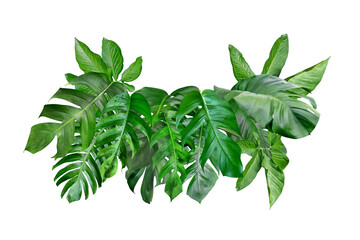 various of green monstera leaves pattern for nature concept,set of tropical leaf isolated