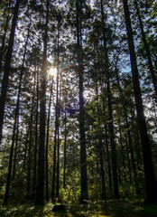 trees in the forest