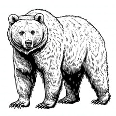 Grizzly Bear Art