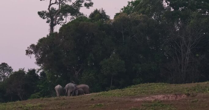 hern seen feeding at a salk lick outside of the forest just before dark, Indian Elephant Elephas maximus indicus, Thailand