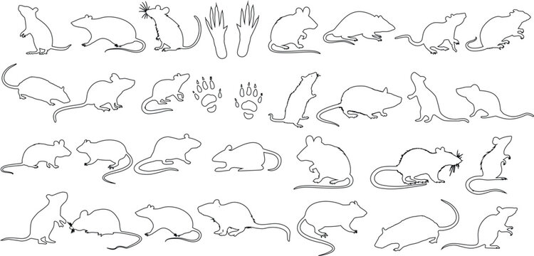 Rat sketches, line art, detailed illustrations in various poses. Showcasing movement, anatomy in black and white design. Ideal for graphic resource, motion study, creature concept, storyboard.