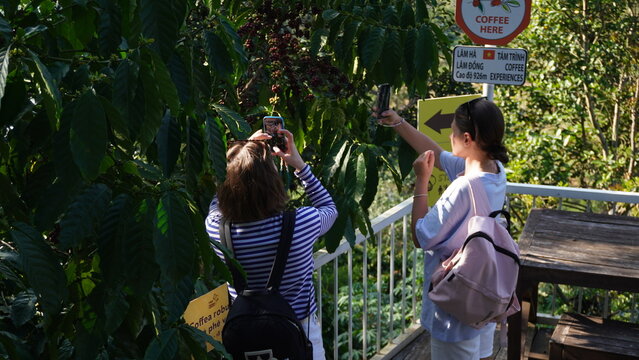 Back view, young female tourists taking photos at a coffee farm with a smartphone