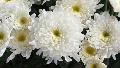 Chrysanthemum background, suitable for background