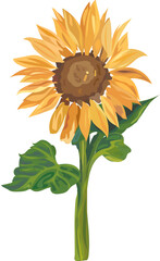 Fototapeta premium Sunflower illustration transparent background.