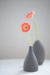 pink gerber in gray vases on white table on background gray wall