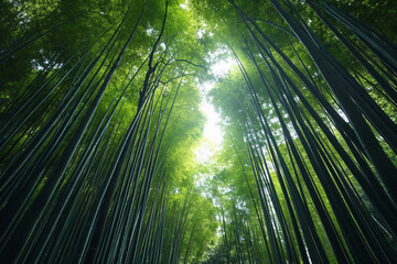 cool bamboo forest views