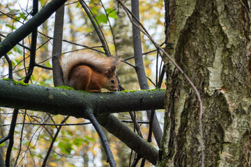 Fototapeta premium ed squirrel foraging on a moss-covered tree branch in an autumnal forest