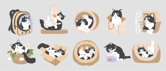 Set of cartoon playfully curious Tuxedo cat, Animal Character Design with Flat Colors in Various Poses, isolated Vector Illustration.
