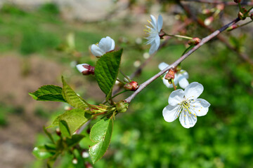 branch of flowering cherry tree isolated close up