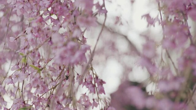 Spring Nature, Bloom Pink Flowers 4k