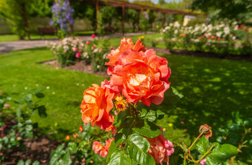 Bright orange buds of Floribunda Rose with lush flowers. Blurred background with green garden. Roses blooming in northern europe.
