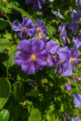 Bright violet buds of large-flowered clematis against a background of green foliage.