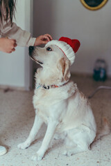 Cachorro grande deperro  golden retriver con gorro de lana de papa noel